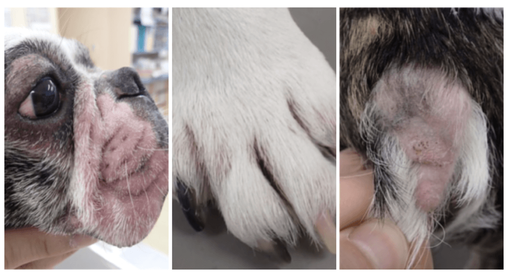 犬　アトピー性皮膚炎　治療１ヶ月後