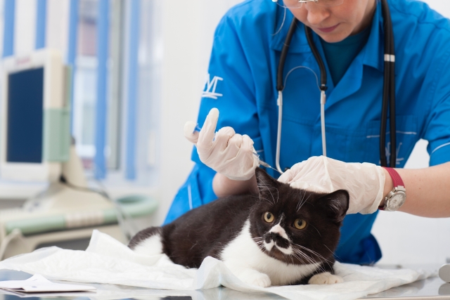 猫に注射を打っている獣医師