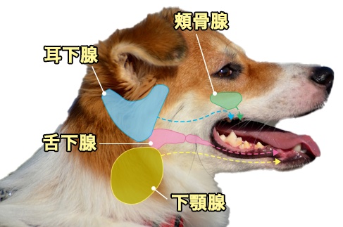 唾液腺の図解