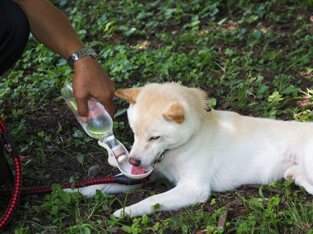 散歩中に水を飲む犬