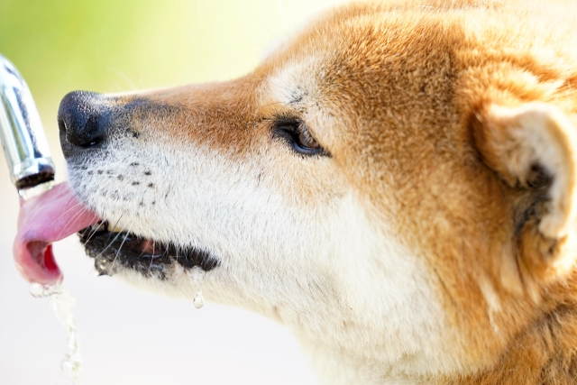 水を飲む柴犬