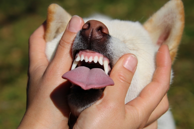 歯が剥き出しの犬