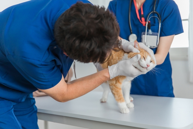 猫の口の中を見る獣医師