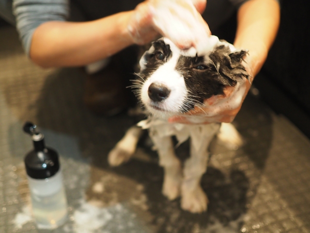 シャンプーをされているボーダーコリーの子犬