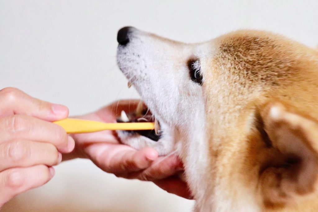 歯磨きをする柴犬