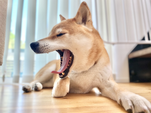 あくびをする柴犬