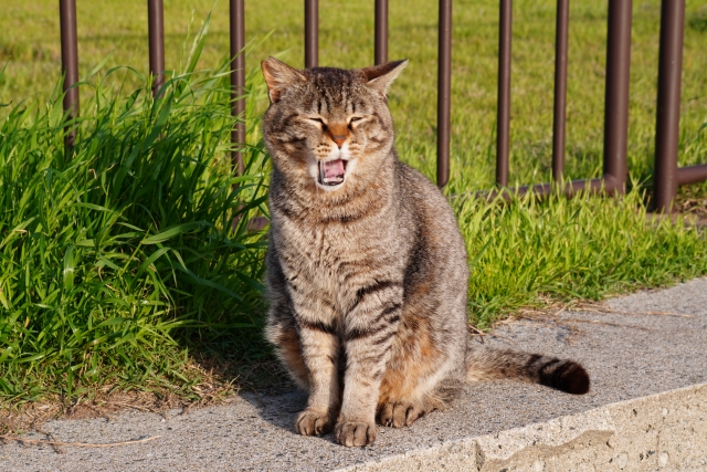 あくびをする野良猫