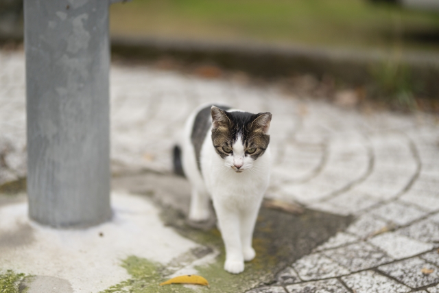 佇む野良猫