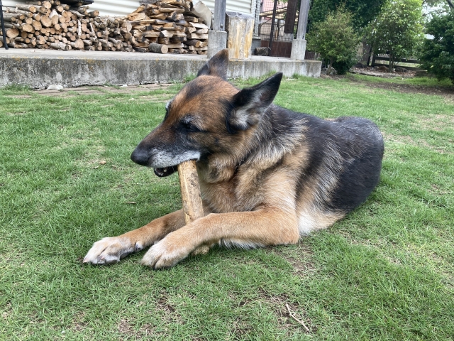 木を噛む雑種犬