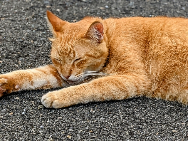 寝ている野良猫