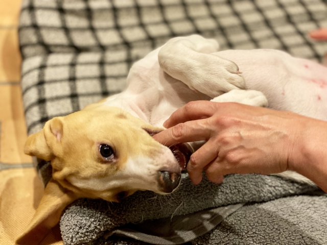 口の中を触られる犬