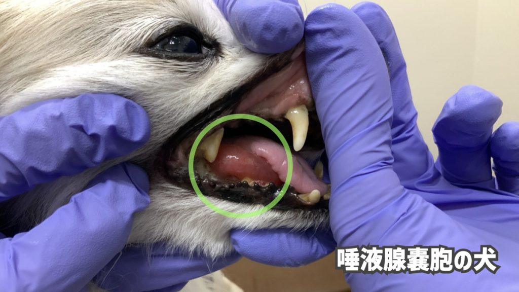 唾液腺嚢胞の犬