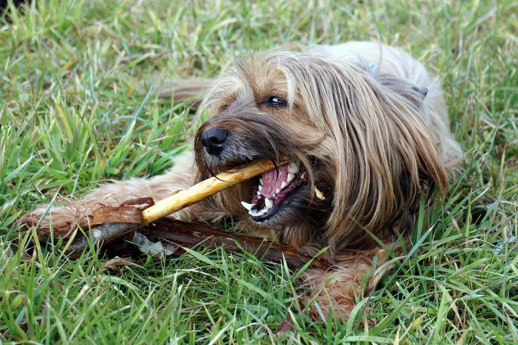 棒を噛む犬