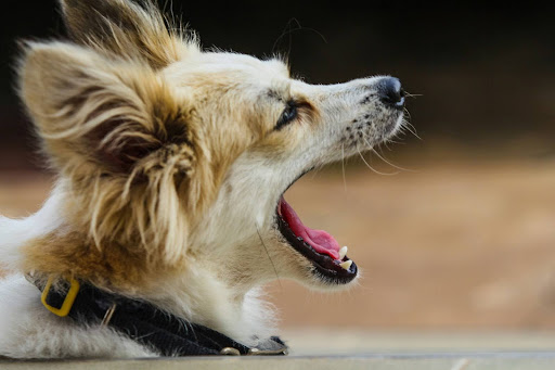 あくびする犬