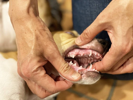 口の中を見られる犬