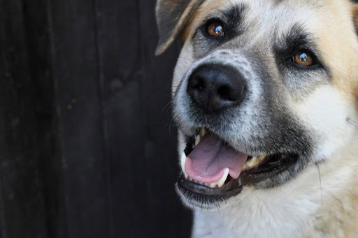 笑っている雑種犬