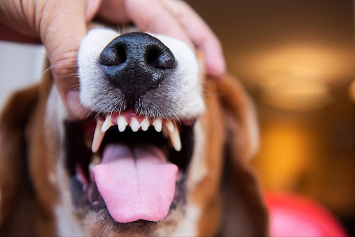 口を開けられている犬