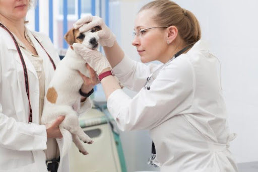 犬の歯を見る獣医師