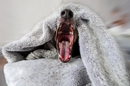 大きく口を開けている犬