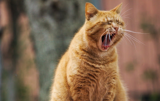 あくびをしている茶トラ猫