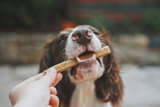 棒を噛む犬