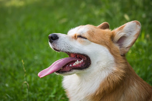 笑っている犬