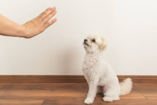 しつけをされる犬