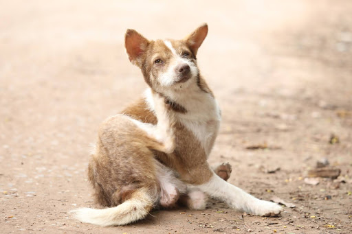 首をかいている犬