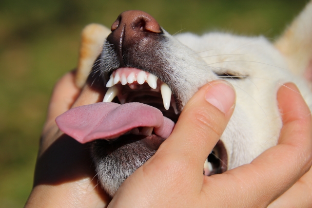 歯を見ている白い犬