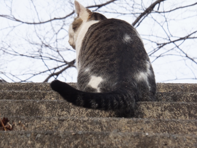 階段にいる猫の背中