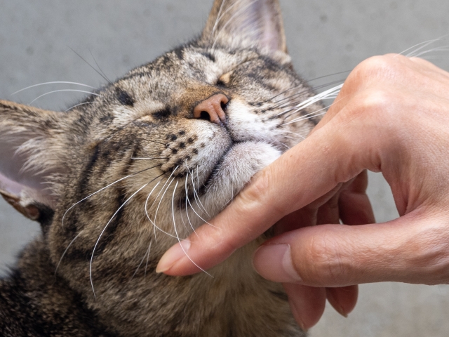 顎を撫でられる猫