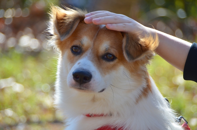 頭を撫でられる耳が垂れている犬