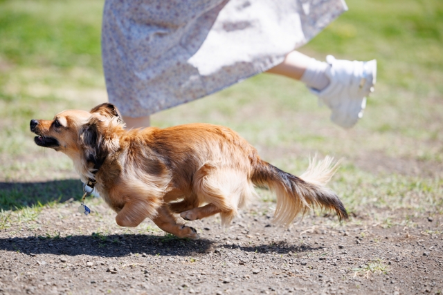 走っている犬