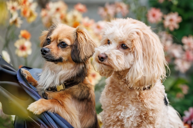 並んでいる犬2匹