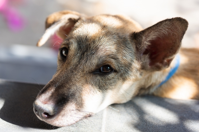 片耳が折れている雑種犬