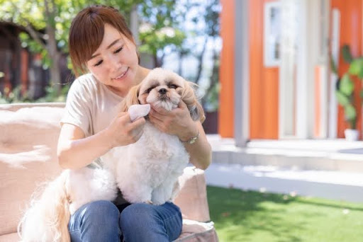 飼い主が涙やけを拭いている様子