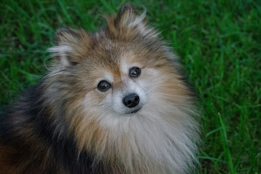 見上げる犬