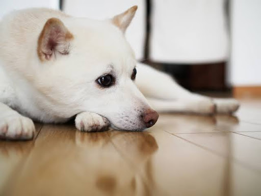 寝ている白い犬