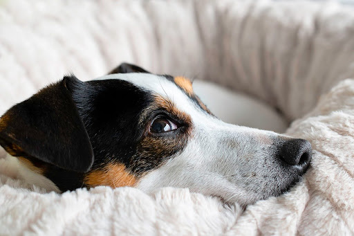 寝ている犬