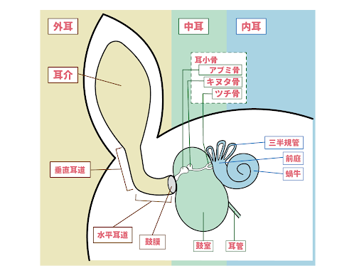 犬の耳の構造の模式図