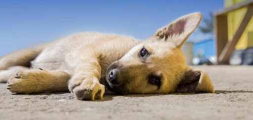 寝転んでいる雑種犬