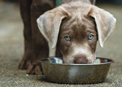 水を飲んでいる犬