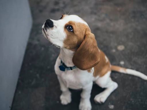 上を見上げている犬