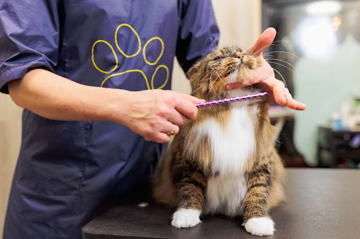 ブラッシングをされる猫