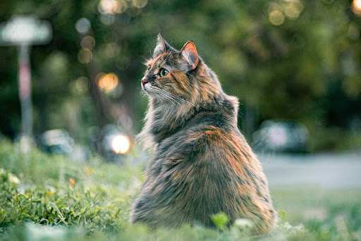 振り返る長毛猫