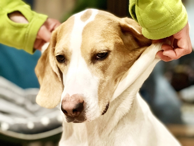 皮膚のたるみを持たれている犬