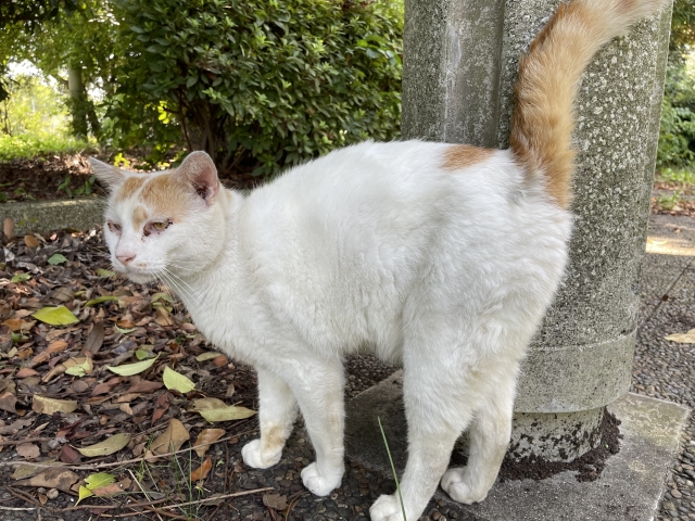 外を散歩する猫