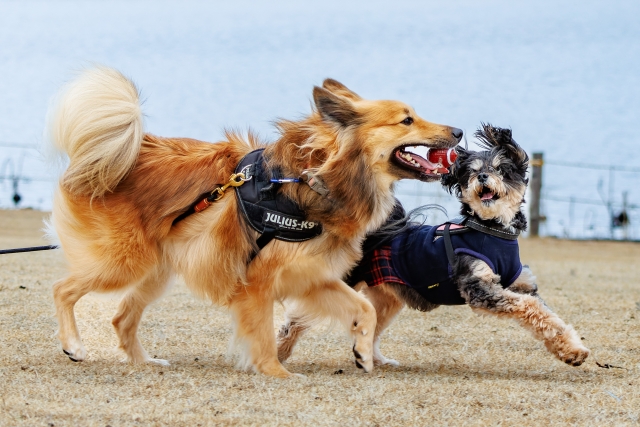 遊んでいる2匹の犬