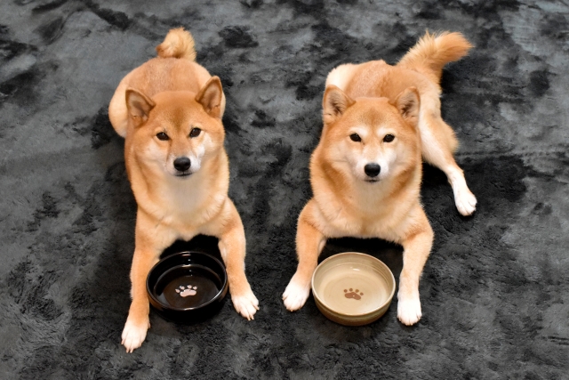 ご飯待ちをしている柴犬