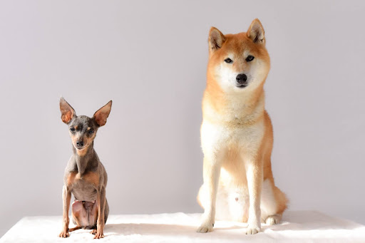 ミニチュアピンシャーと柴犬